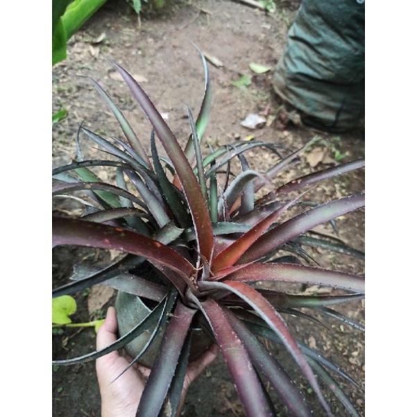 Tanaman Hias Nanas Merah