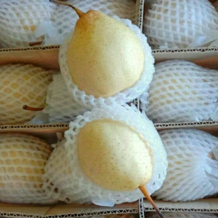 

Pear Yalie