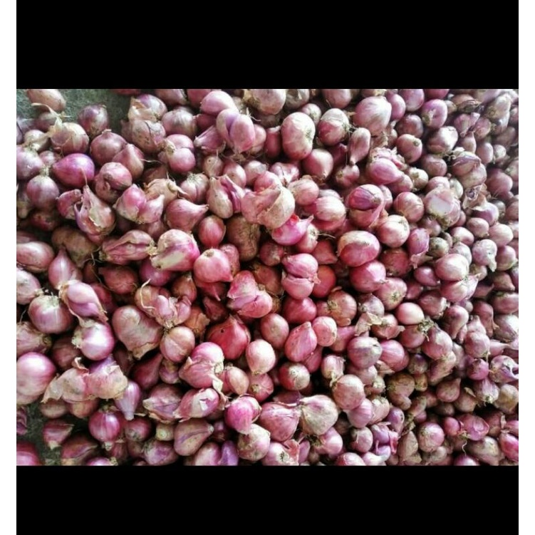 

bawang merah besar / tanggung