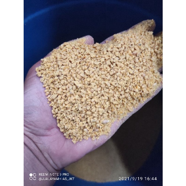 pakan ayam pur untuk anakan