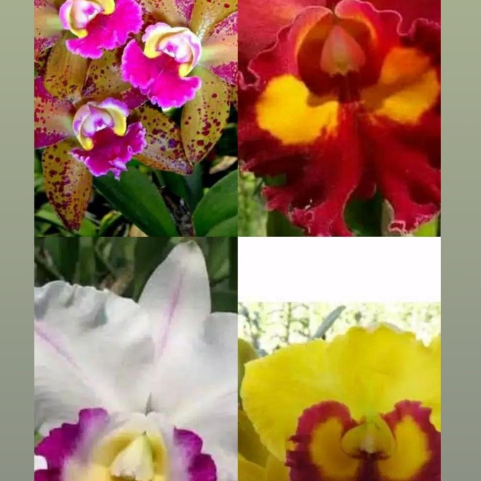 anggrek cattleya dewasa - Cattleya waianae leopard - Cattleya mem anna