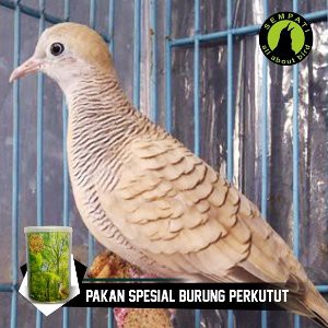 Jual Top Fighter Perkutut Sempati Pakan Burung Juara Lomba Rajin
