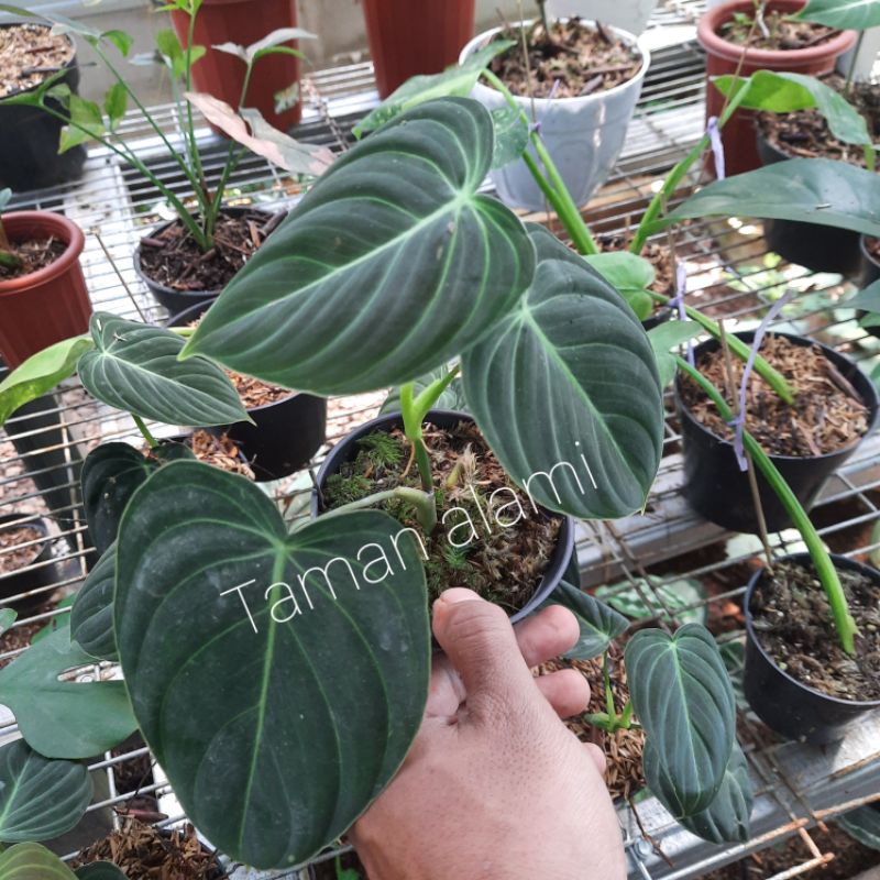 Philodendron melanochrysum narrow 3 daun - melanochrysum ekonomis realpick