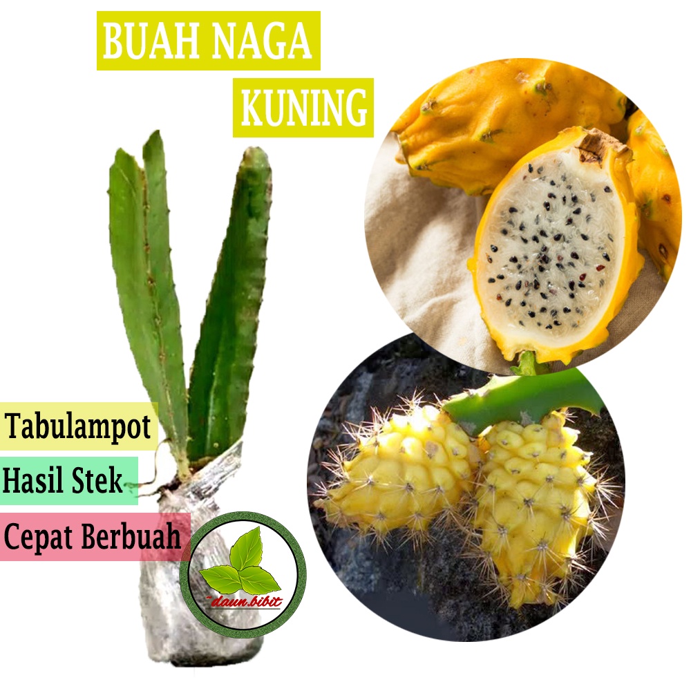 Jual Bibit Buah Naga Kuning Sudah Berakar Siap Tanam Shopee Indonesia