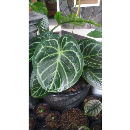 Kuping gajah mangkok INDUKAN