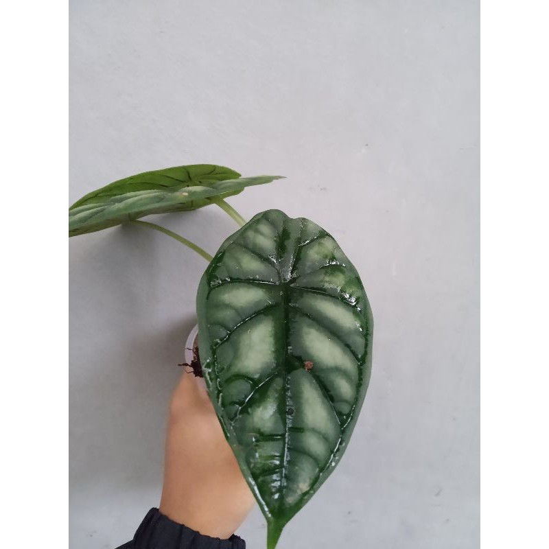 Alocasia Dragon Scale