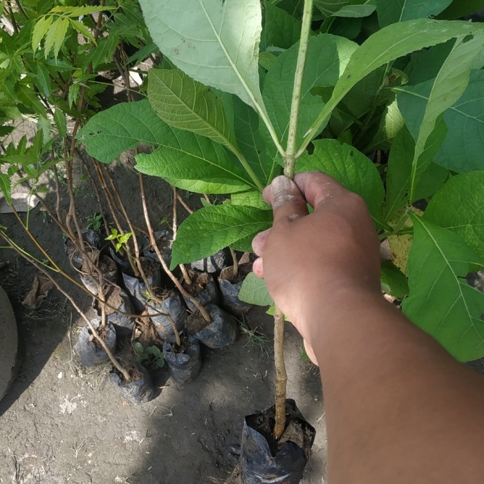 Bibit tanaman pohon jati emas