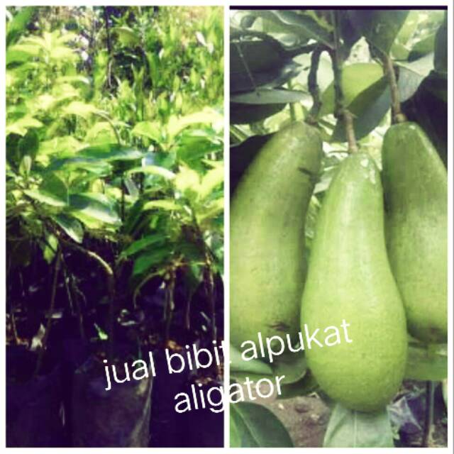 BIBIT ALPUKAT ALIGATOR genjah