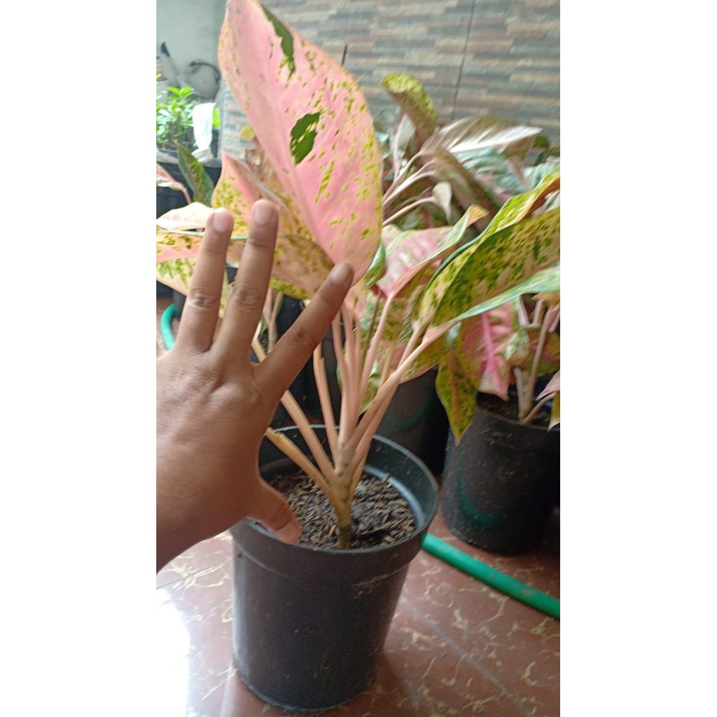 Aglonema Bigroy Sumatera