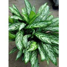 Tanaman Hias Agalonema SIlver Queen