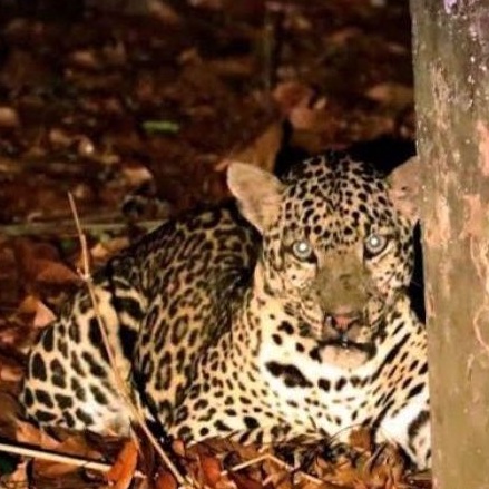 Akik Batu Lodaya Welang