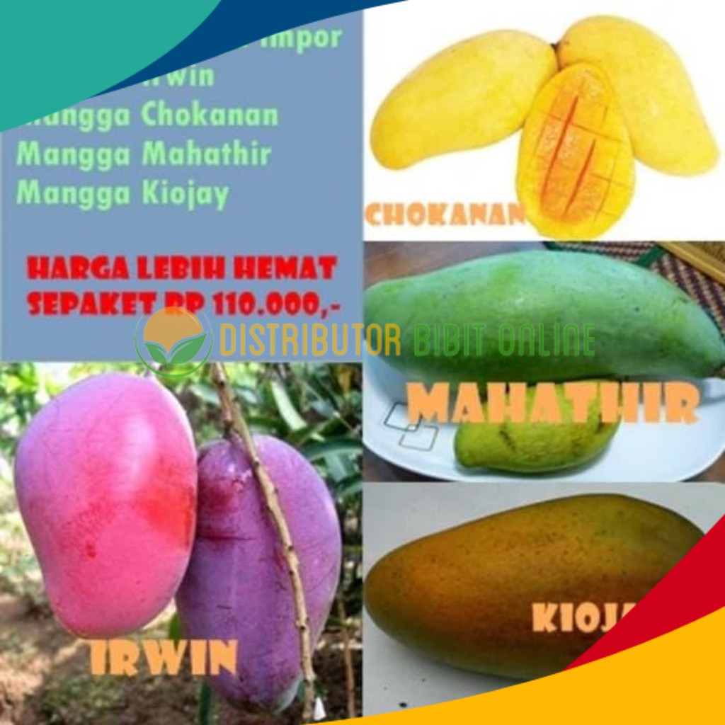 Paket 4 Bibit Mangga Import : Mangga Mahatir, Chokanan, Irwin, Kiojay