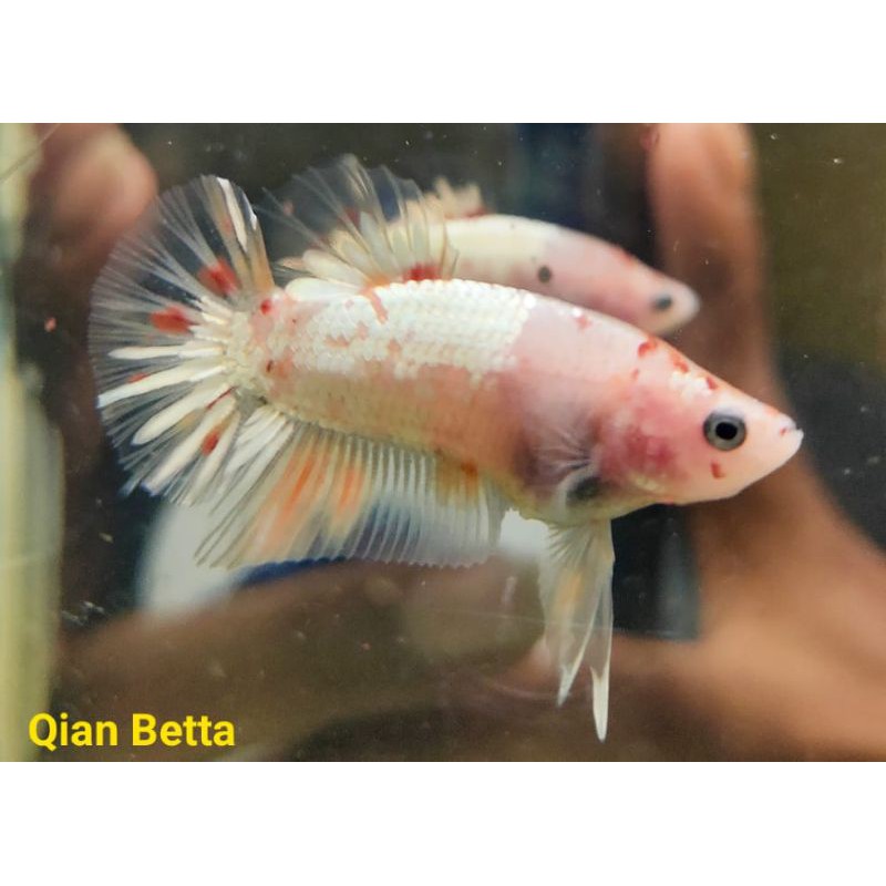 cupang yellow base dan multigalaxy bahan