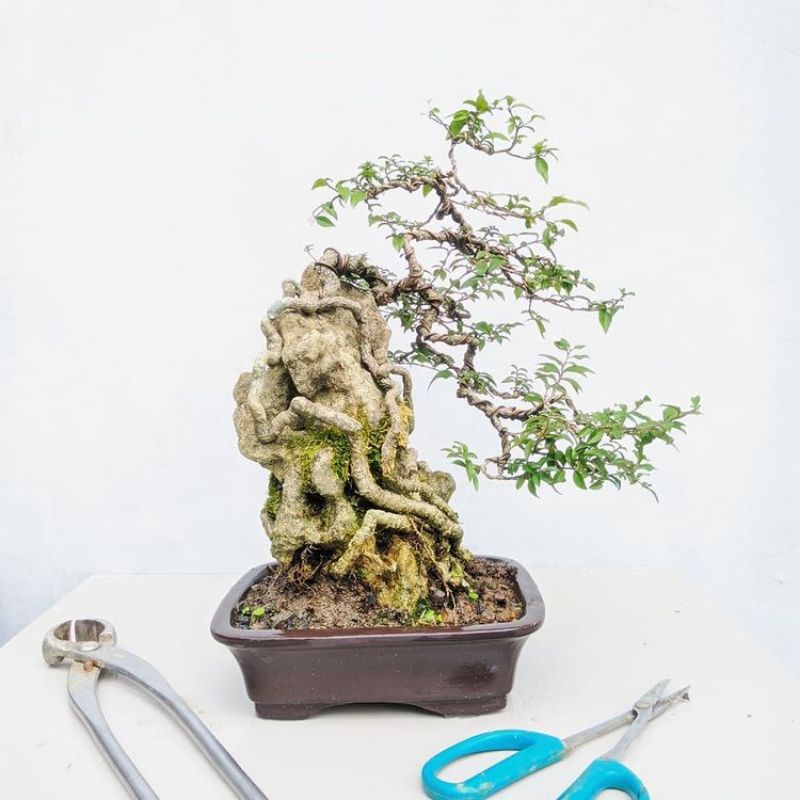 Bonsai Sakura Mikro On The Rock