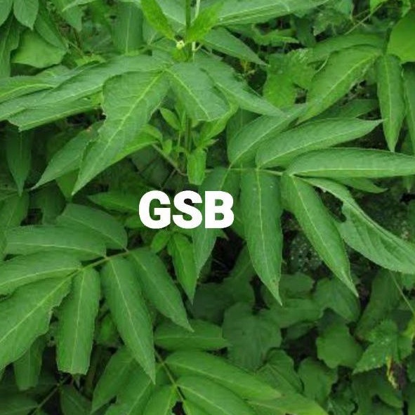 

Daun sangitan segar 200 gram / sambucus javanica