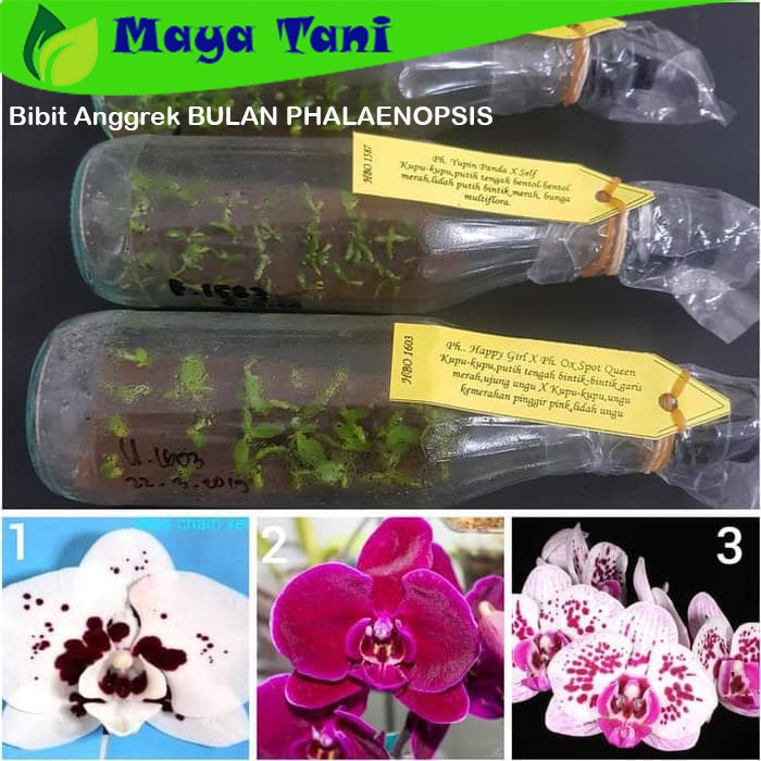 Bibit Bunga Anggrek BULAN PHALAENOPSIS Anggrek Botol