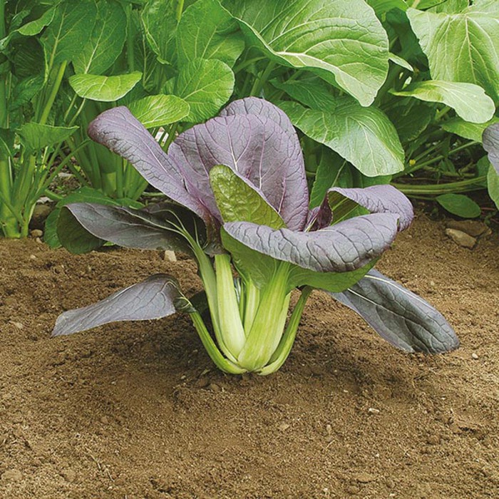 Benih Bibit Biji - Red Pak Choi F1 / Sawi Pak Choy Pakcoy Merah SUPER Seeds - IMPORT