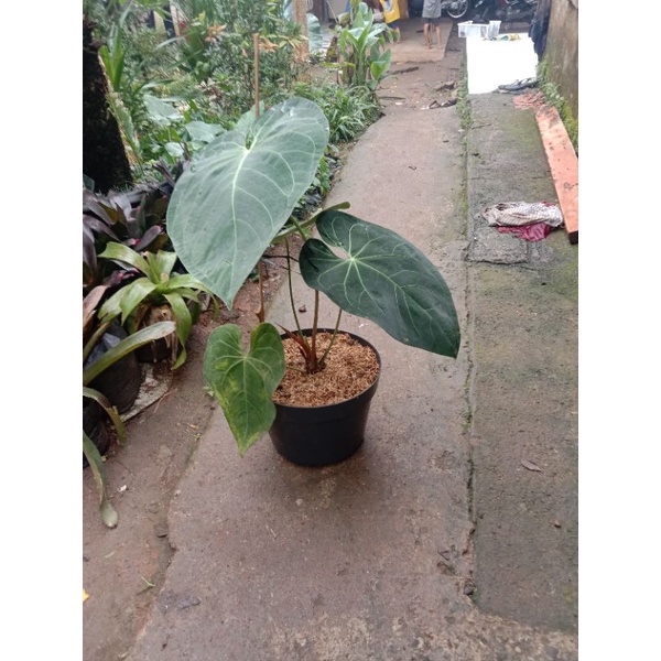 pohon hias kuping gajah kalong