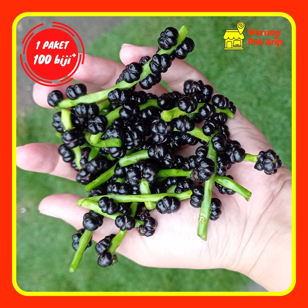 

Buah Angkung Ang kung Anghong Obat Stroke Penyumbatan Asam Urat Hati Anghong Herbal Alami