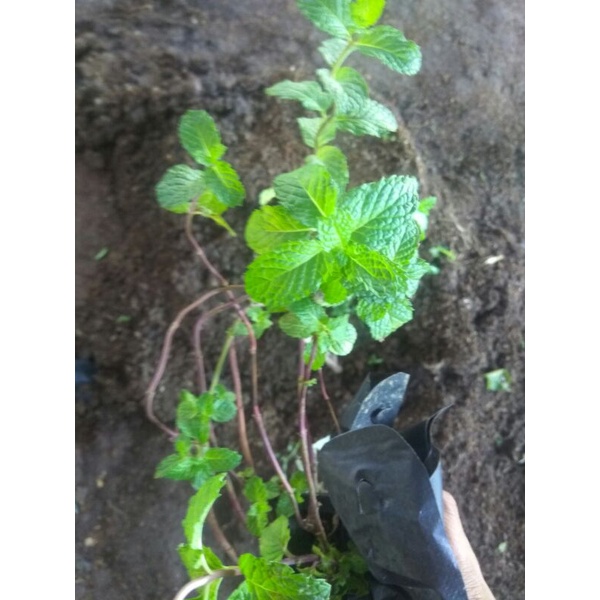 Bibit Tanaman mint Bibit Daun mint Bibit spearmint mentha Tanaman Daun mint