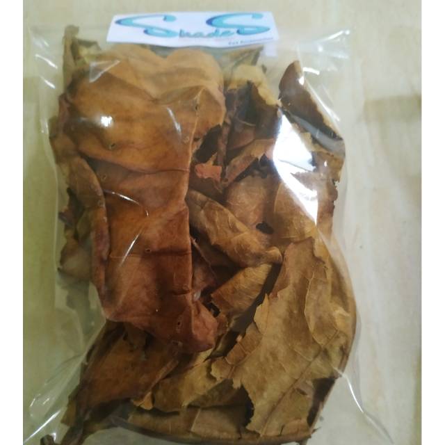 

Ketapang laut Asli