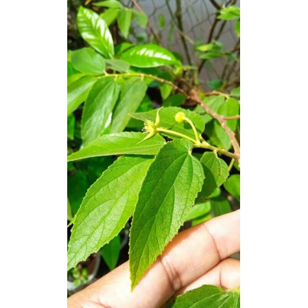 

Daun talok ceri kersen 100gram murah gratis ongkir