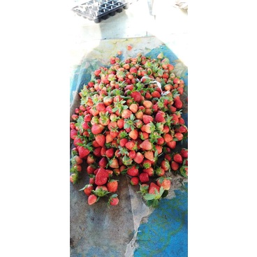 

Strawberry Berastagi Produsen Langsung Terjamin Kualitasnya Termurah Harganya