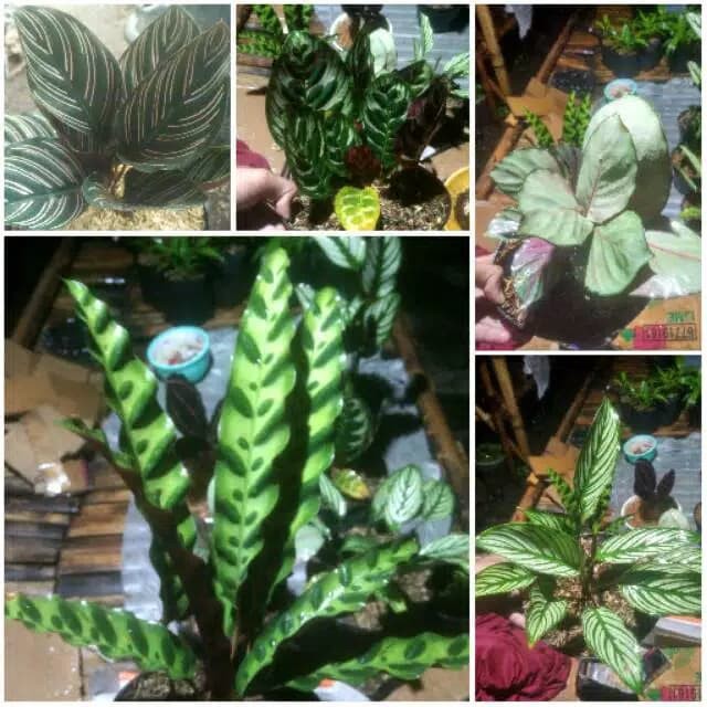 Tanaman hias calathea isi 5