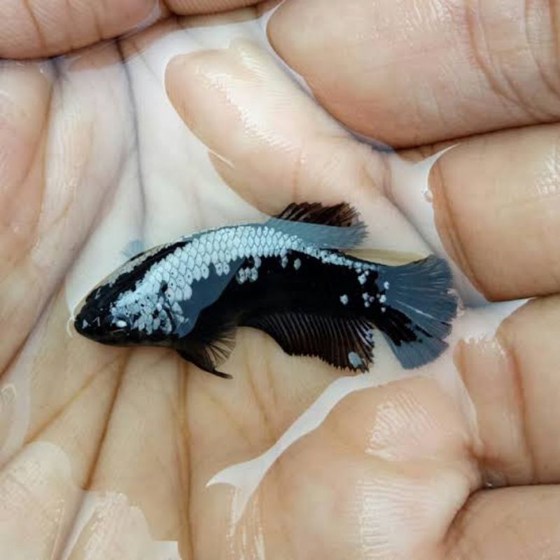 CUPANG BLACK SAMURAI BETINA