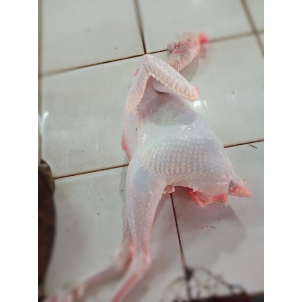 

ayam kampung jago muda