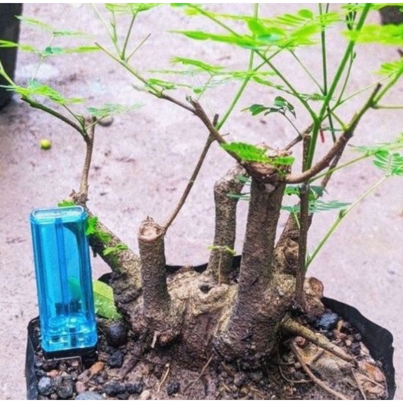 BAHAN BONSAI LAMTORO / DONGKELAN LAMTORO / BONGGOL LAMTORO