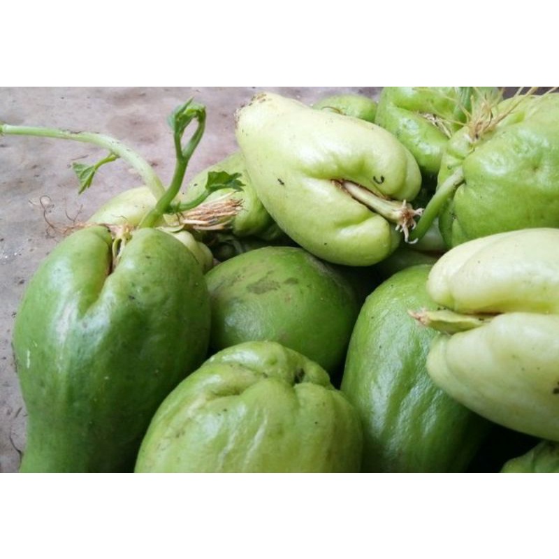 Labu Siam 5 buah Bibit Labu Siam Benih Labu siam