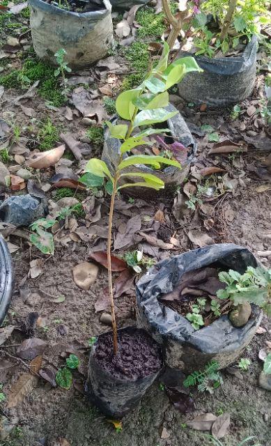 Bibit Sirsat Madu Supermurah / Bibit Super Murah