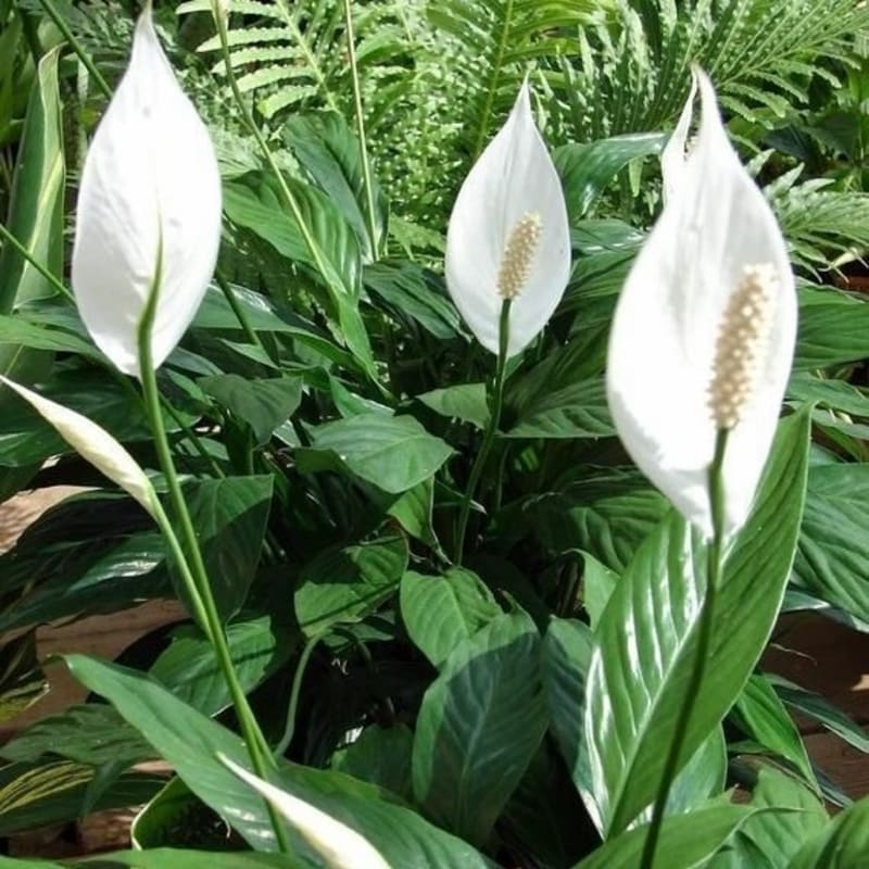 Peace Lily / Spatuphilum - Tanaman Hias Indoor Pembersih Udara