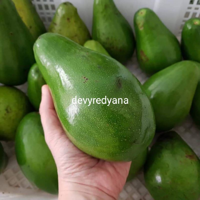 

alpukat super 2-3 premium no kw kw