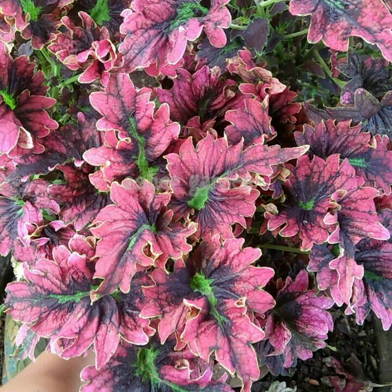 Tanaman hias miana,miana sultan,miana premium