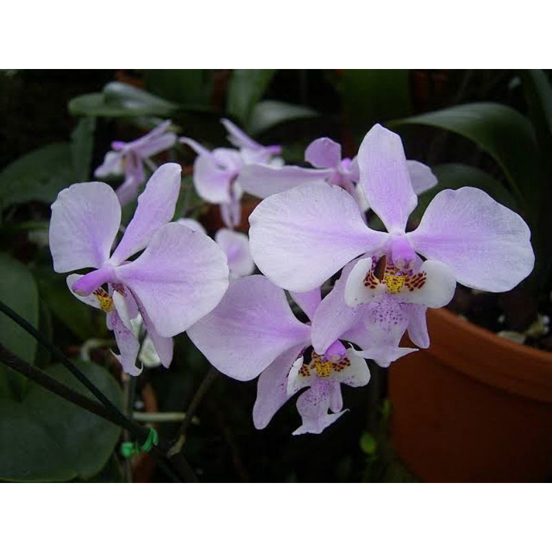 BUNGA HIAS ANGGREK PHALAENOPSIS SCHILLERIANA SPESIES