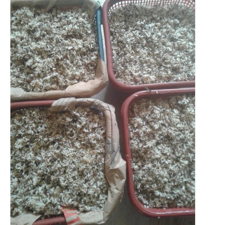 098 Bibit semut rangrang penghasil kroto super→☮ (Diskon Promo)Terkini → Bibit semut rangrang pengha