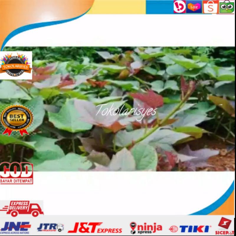 Bibit Ubi Jalar Ubi Ungu umbi ungu umbi jalar 400 gram