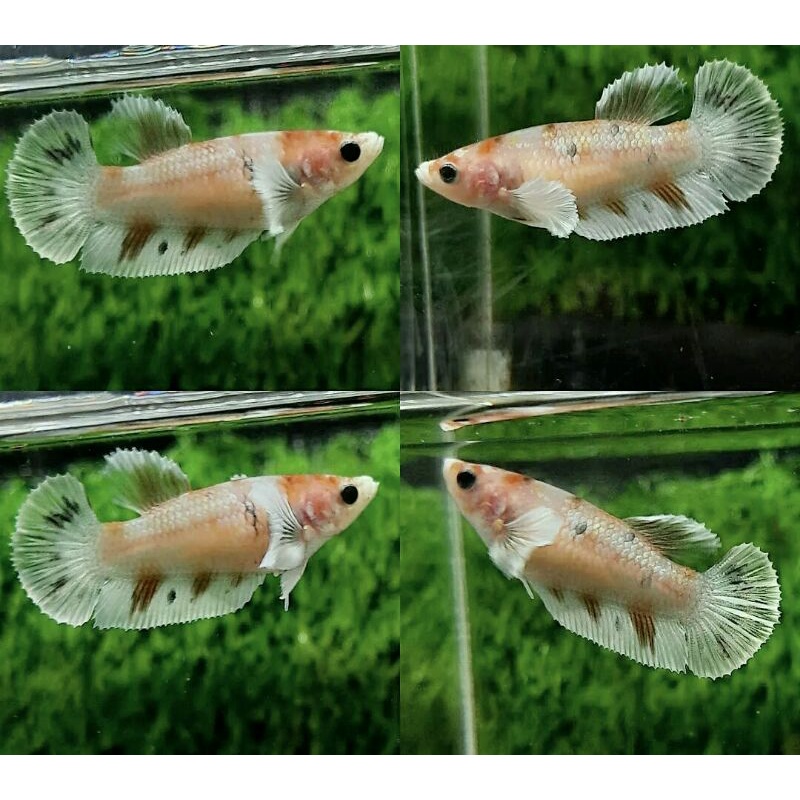 Ikan cupang dumbo ear candy (Betina)