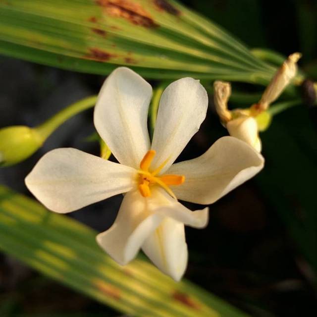 hanafittria