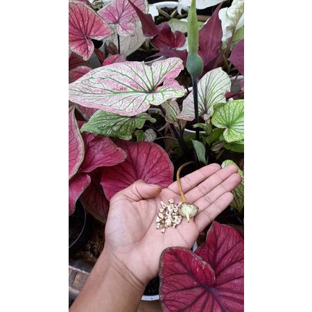 Biji caladium hibrid gatot kaca x sanca daun ganda
