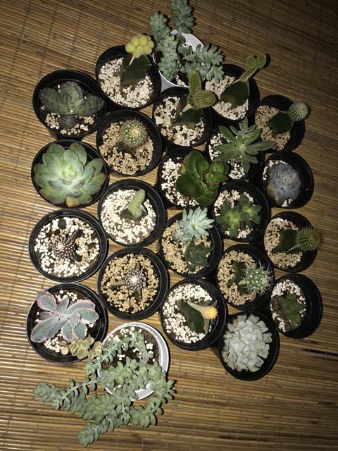 Pot  Bunga Warna Satuan