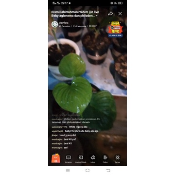 tanaman hias Phillodendron fibrae