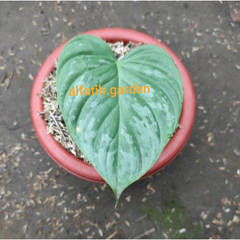 Philodendron Majestic 1 Daun
