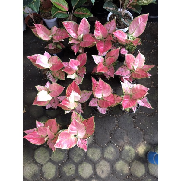 Aglaonema pink catrina