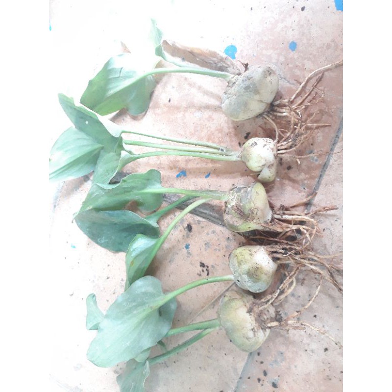 promo umbi keladi tikus banyak manfaat