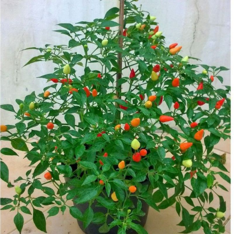 Benih Cabe Hias AYESHA