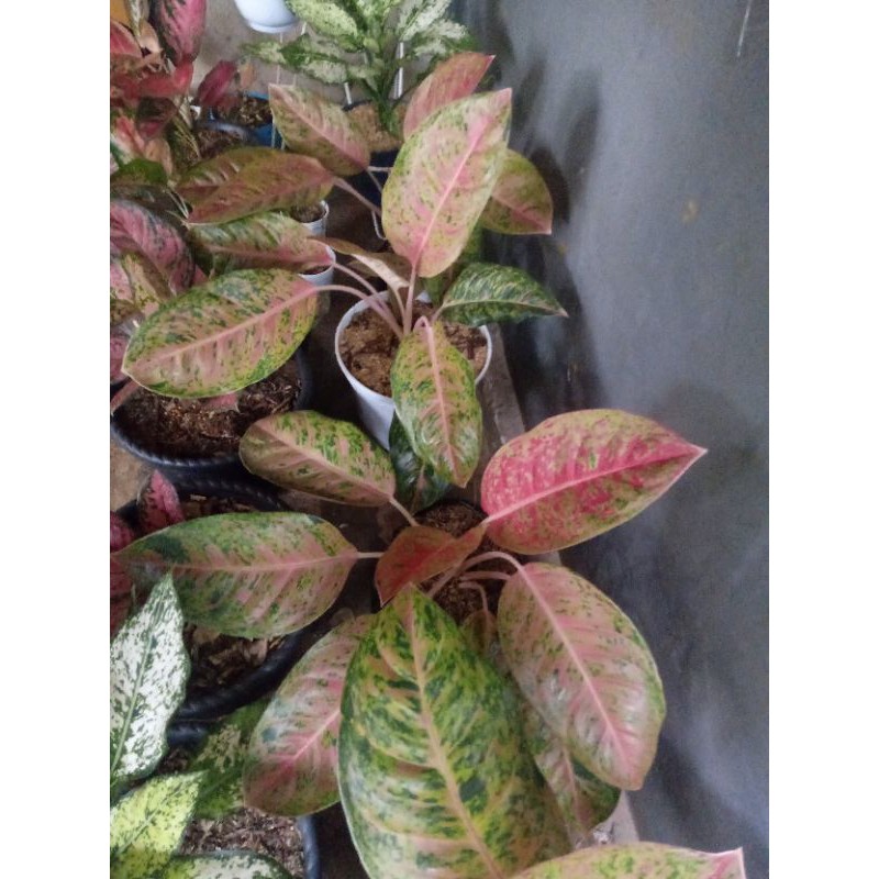 2.2 COD SALE aglonema bigroy - bigroy indukan - aglonema indukan