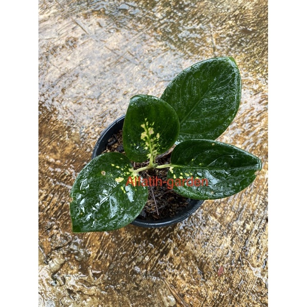 aglonema suksom white